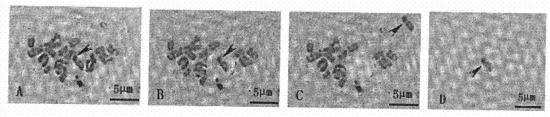 Method for separating cotton chromosomes