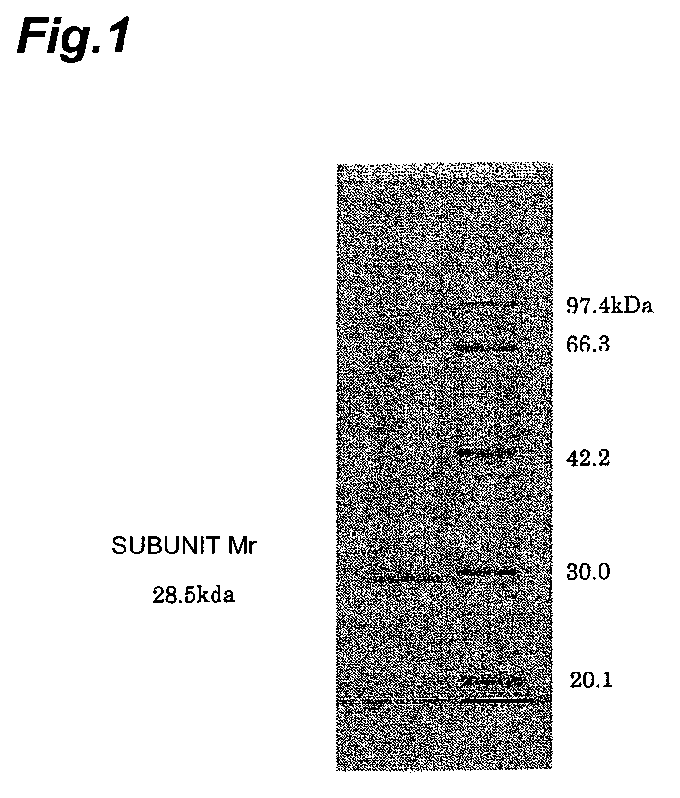 Aminoketone asymmetric reductase and nucleic acid thereof