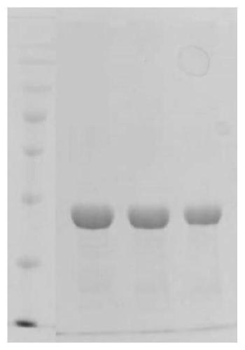 Yeast fermentation small-molecular recombinant fibronectin protein peptide and preparation method and application thereof