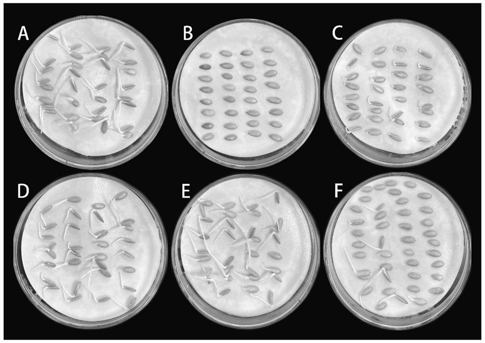 Method for improving germination potential of melon seeds and method and kit for obtaining germinated melon seeds