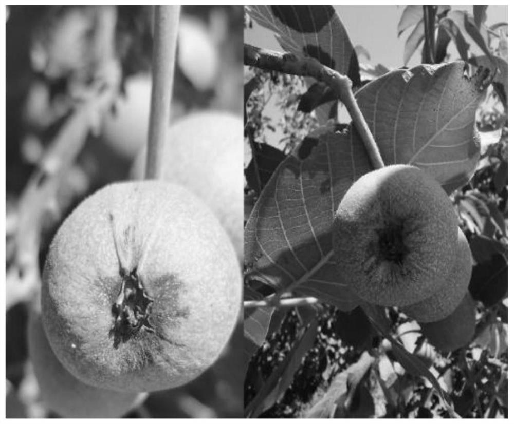 Method for preventing and treating walnut virus diseases
