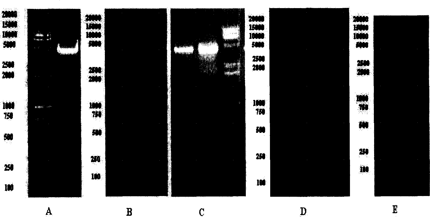 Recombinant plasmids containing B cell activation factor gene promoters with different lengths and their preparation method and application
