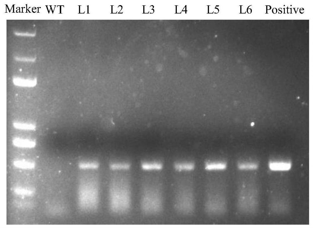 Silence vector for silence of Gprotein beta subunit coding gene CsGbeta2 of Ciboria shiraiana as well as application and method thereof
