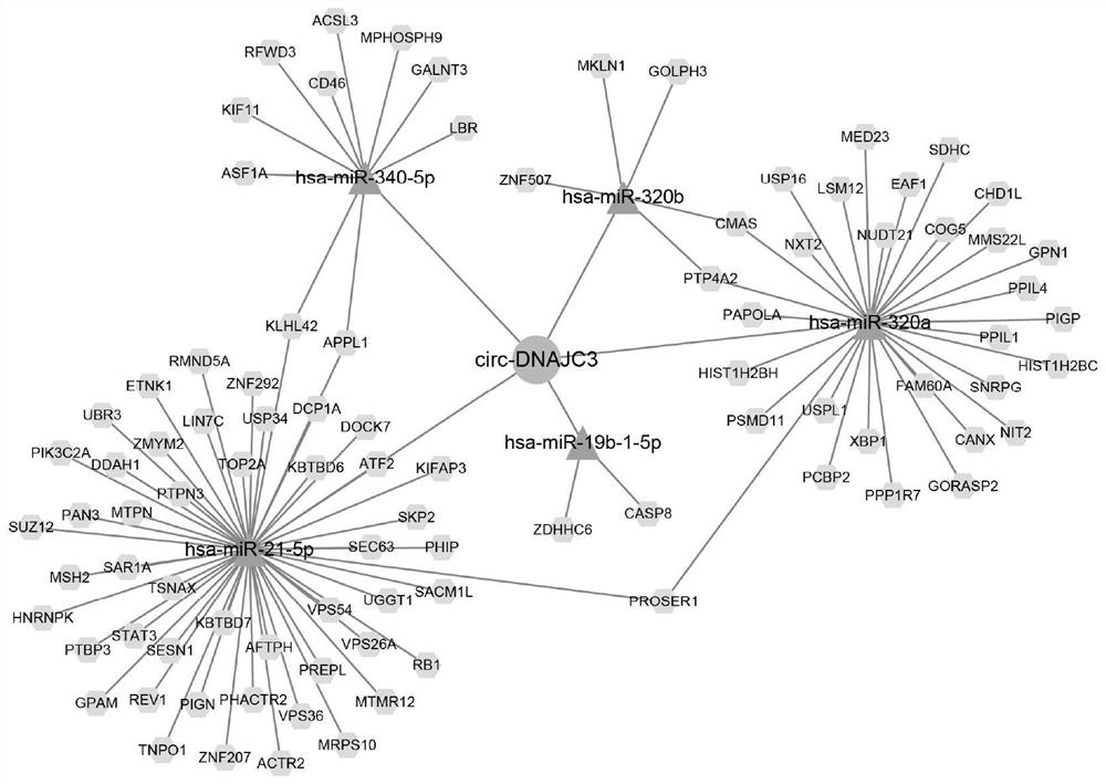 A circular RNA molecule for detecting radiosensitivity of rectal cancer and its application