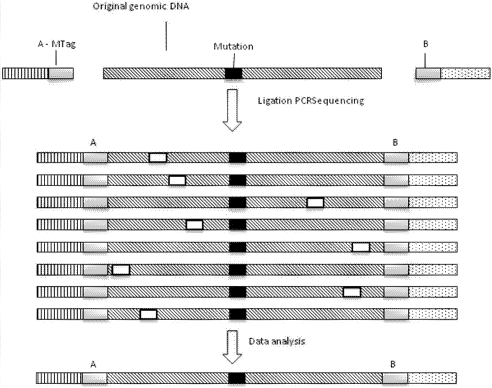 Kit for detecting colorectal cancer susceptibility gene mutation and detection method thereof