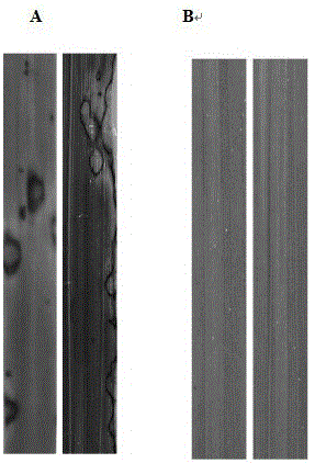 A rice blast resistance gene rmg38 and its application