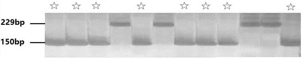 Method for breeding durable resistance material for wheat stripe rust