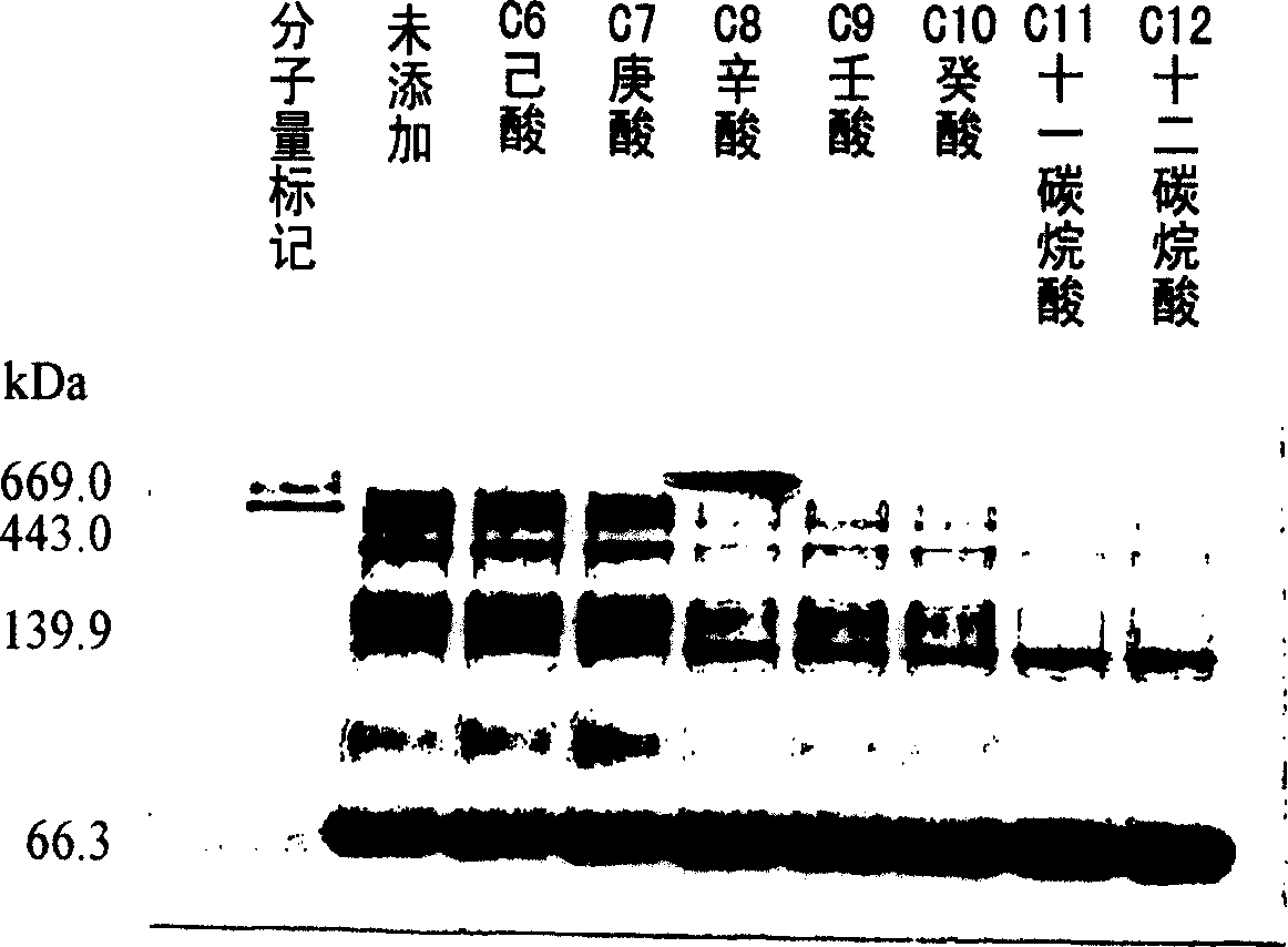 Stabilized albumin preparaions