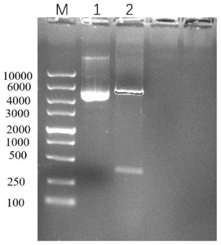 Kit and detection method for detecting titer of European PRRSV antibody