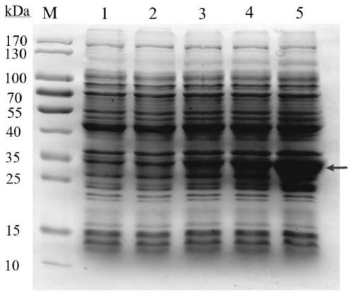 Kit and detection method for detecting titer of European PRRSV antibody