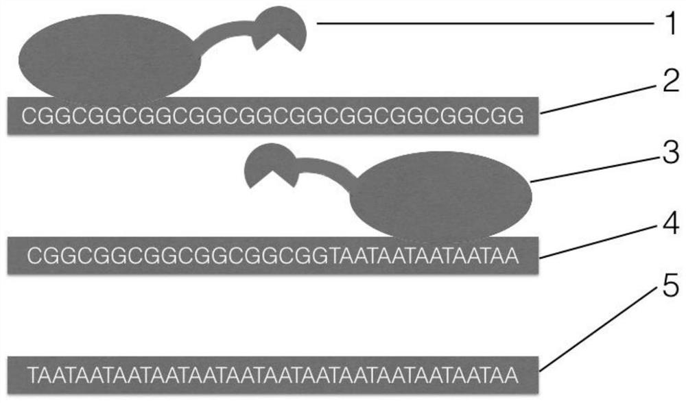 Amplification method for analyzing CGG repeat number of upstream untranslated region of fragile X mental retardation 1 (FMR1) gene