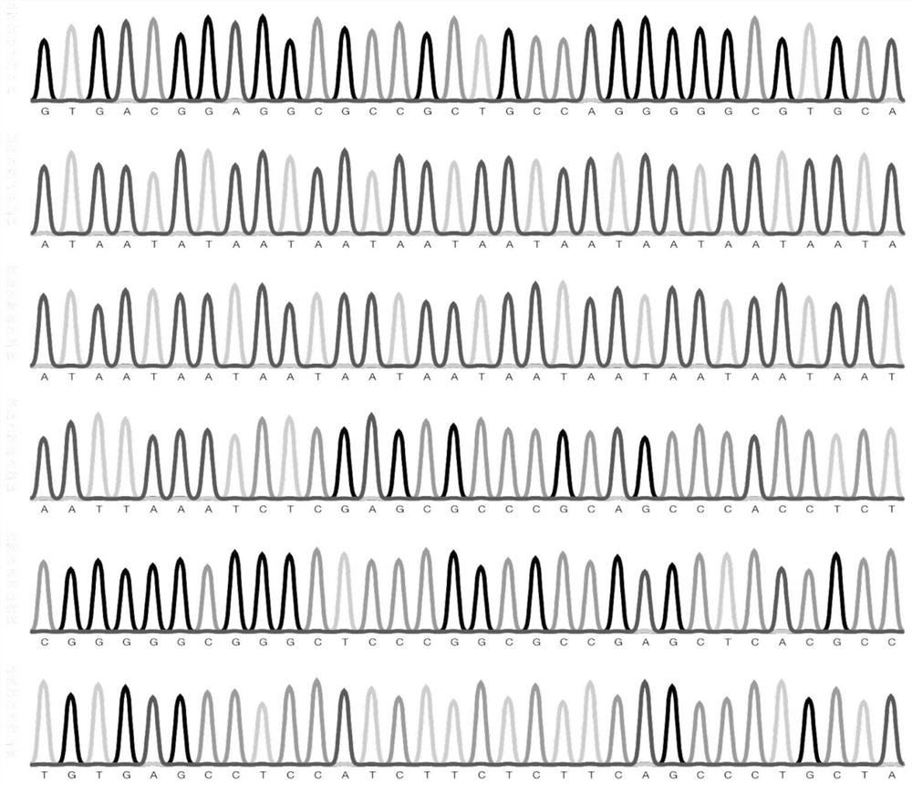 Amplification method for analyzing CGG repeat number of upstream untranslated region of fragile X mental retardation 1 (FMR1) gene