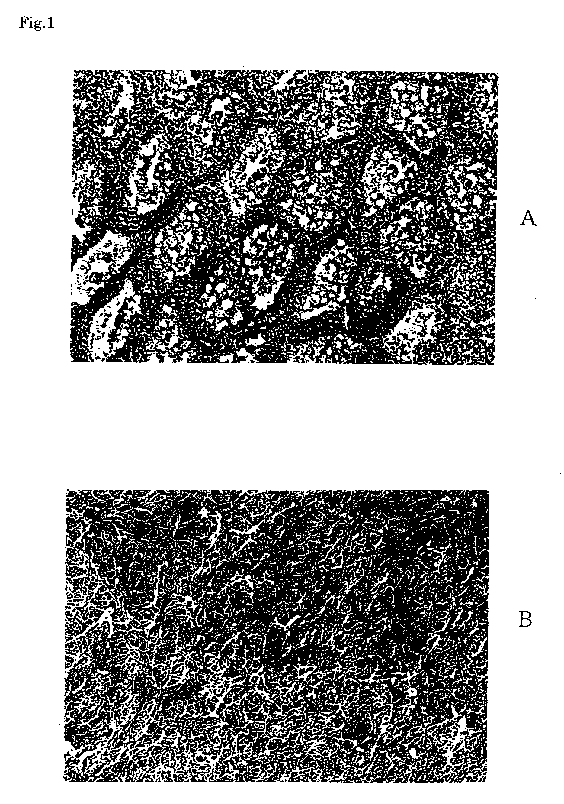 Ectocornea-like sheet and method of constructing the same