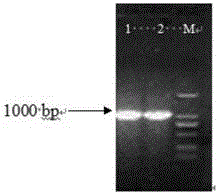 Method for obtaining transgenic alfalfa and special expression vector CPB-BAN-GFP thereof