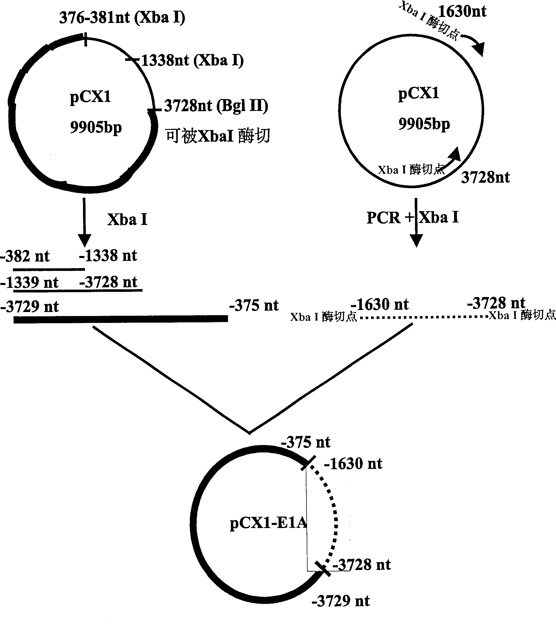 Recombination adenovirus construction body with deletion E1A code sequence and its use