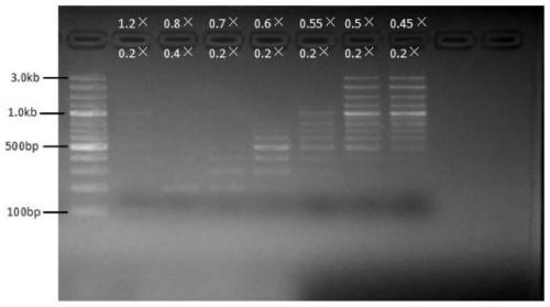 Nucleic acid fragment sorting and purifying reagent and method