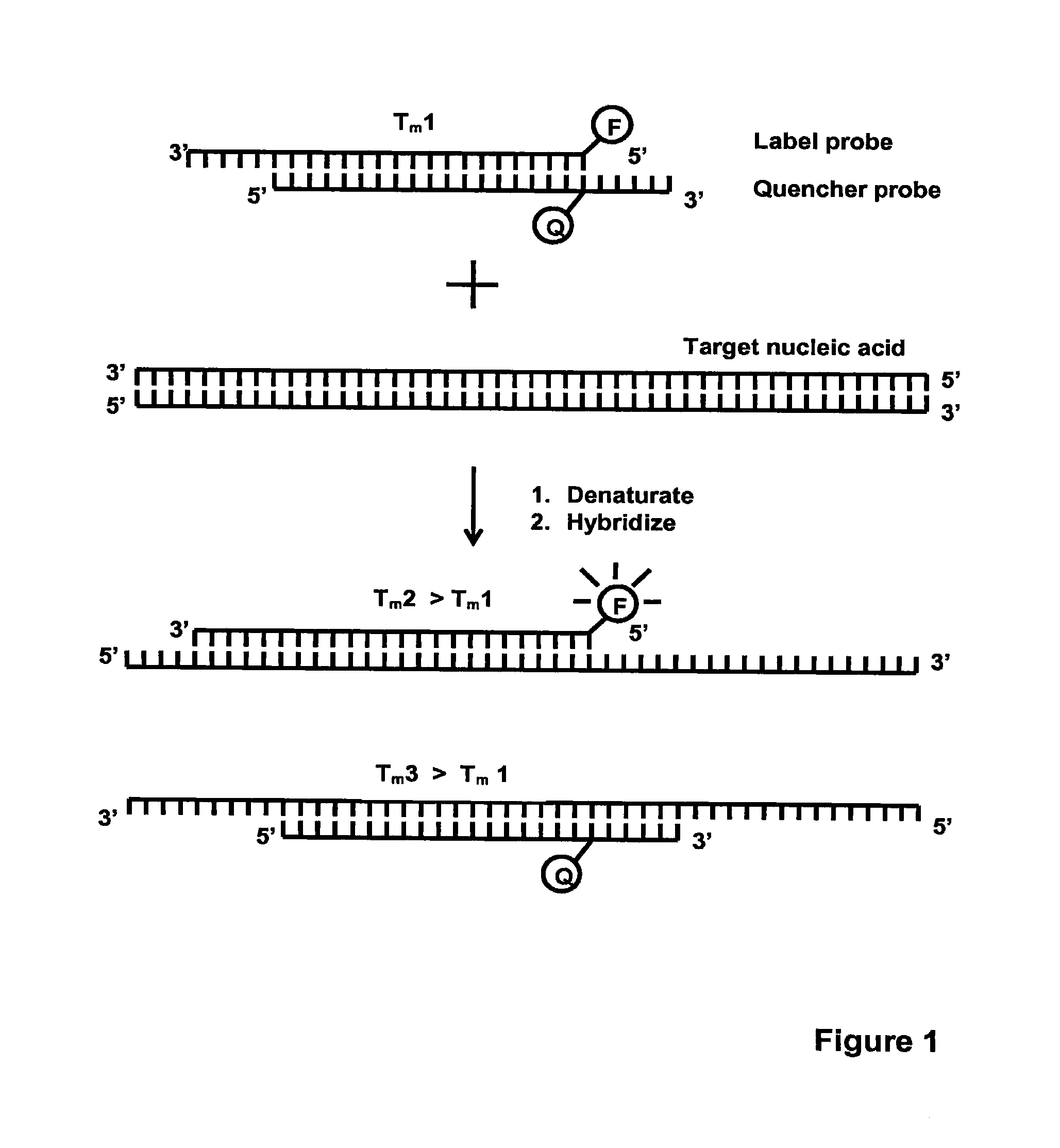 Method for detecting nucleic acids