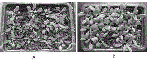 Optimized tissue culture method for Columbia type arabidopsis thaliana