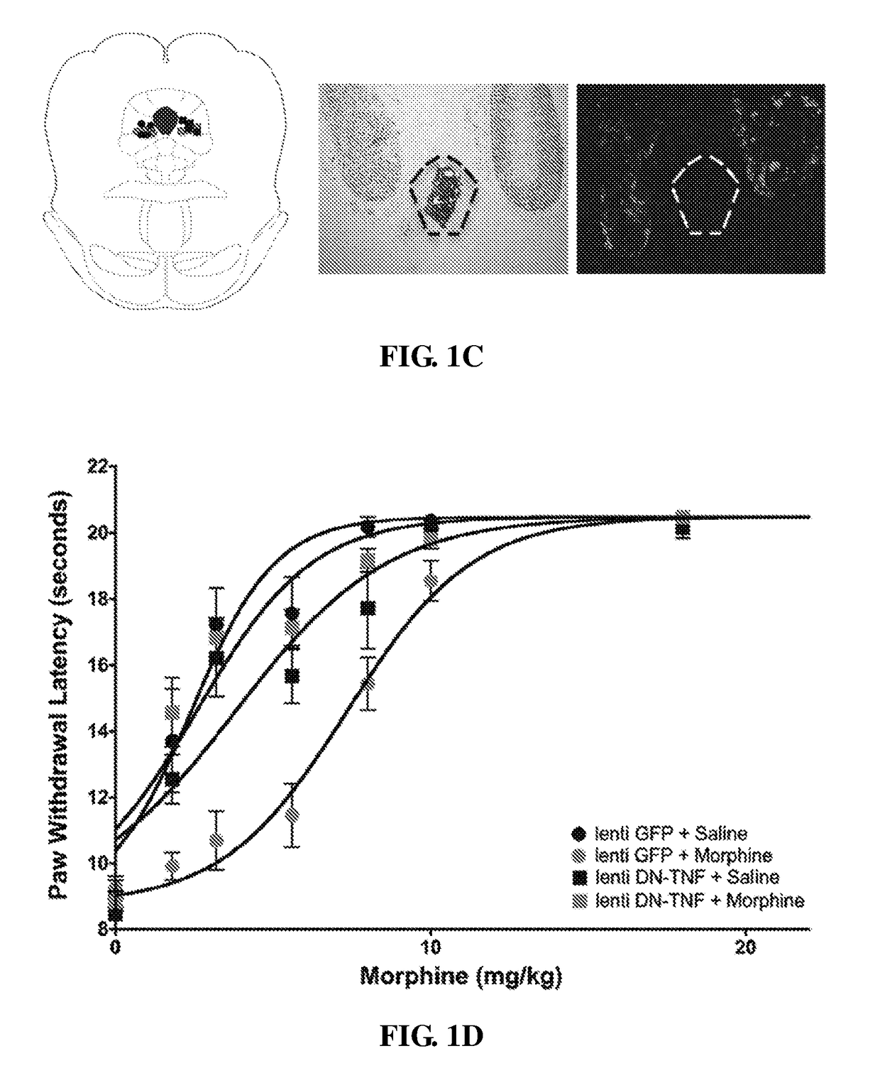 Compositions and methods for treating opioid tolerance