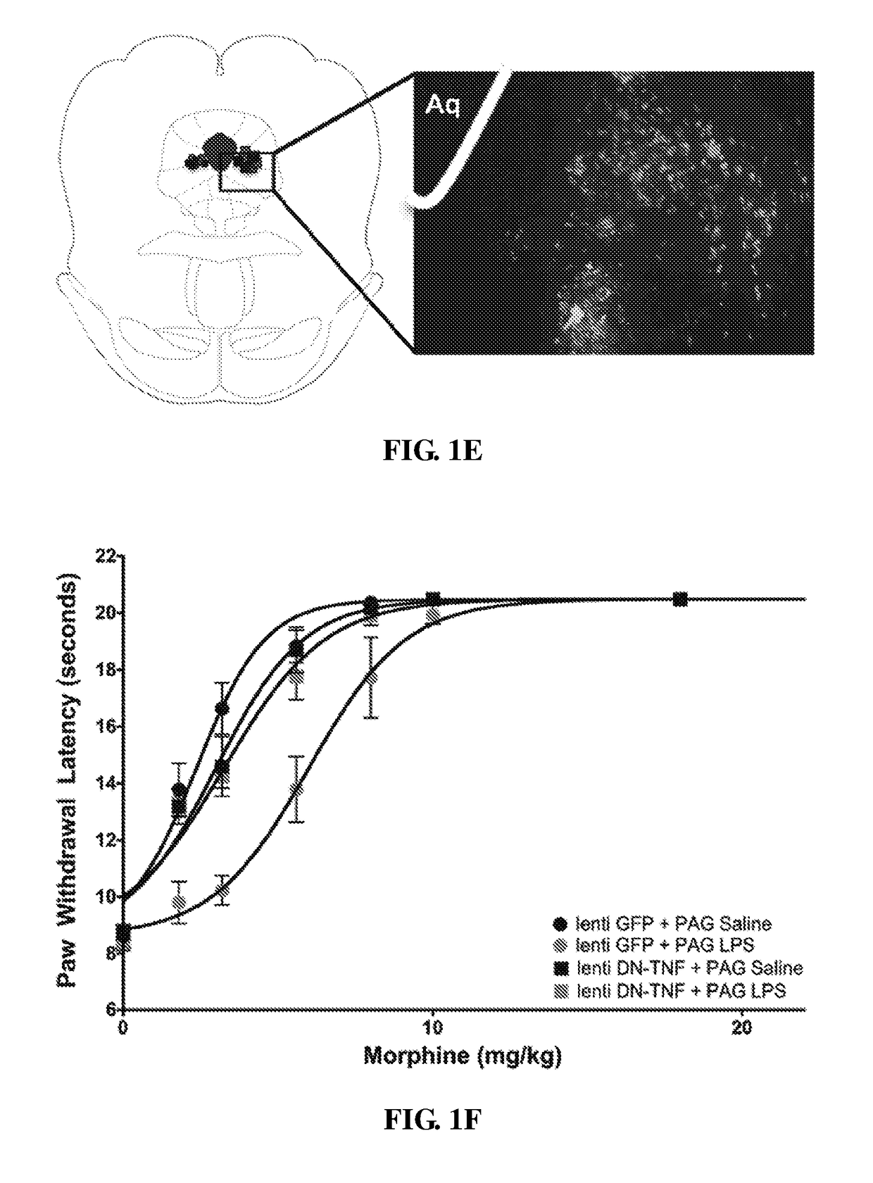 Compositions and methods for treating opioid tolerance