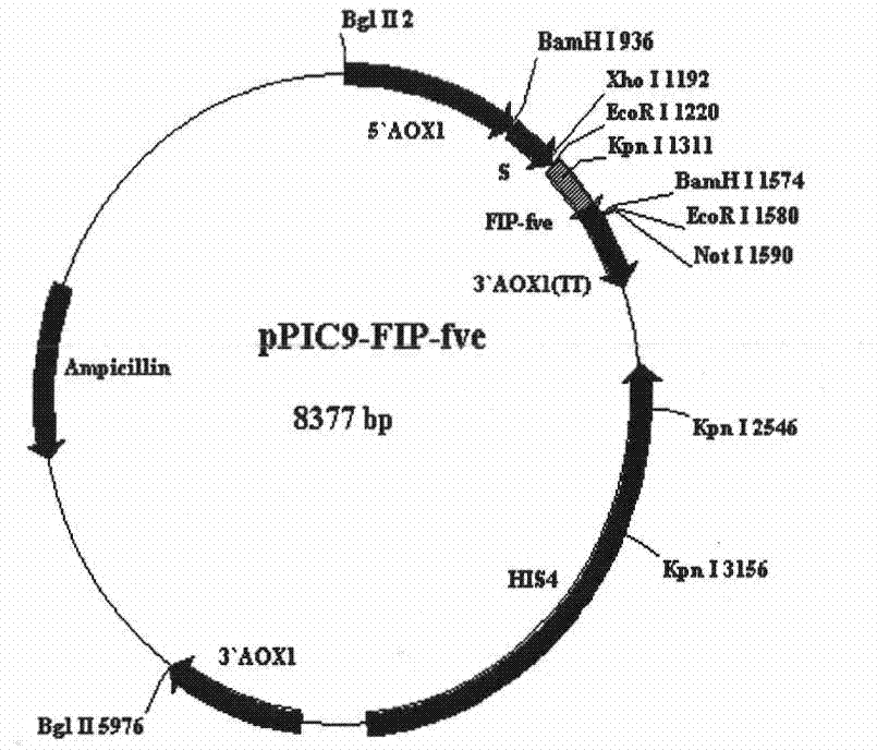 Preparation and use of recombinant gold needle mushroom immunomodulatory protein