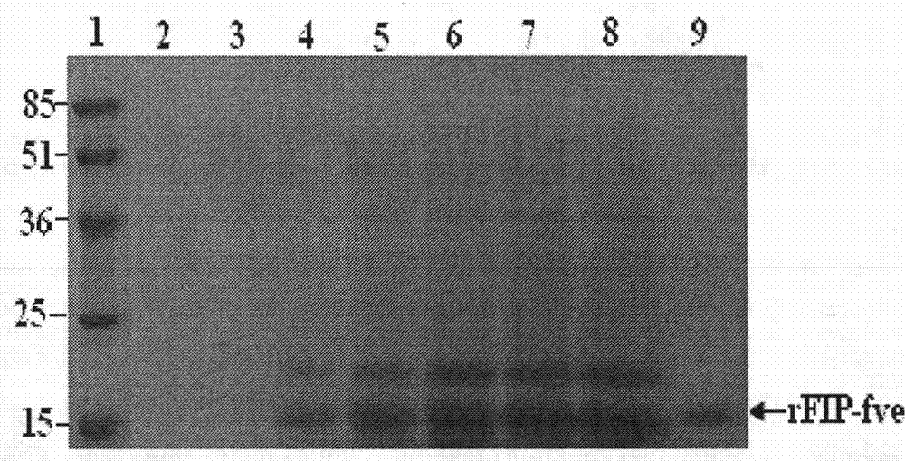 Preparation and use of recombinant gold needle mushroom immunomodulatory protein