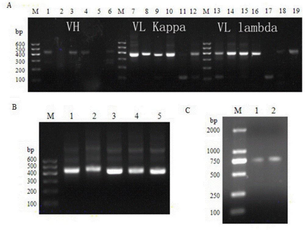 Antibody gene R4-85 resisting kinds of sub-gene type HCV and application thereof