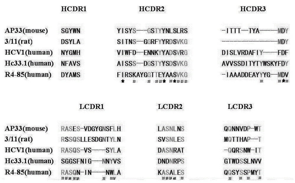 Antibody gene R4-85 resisting kinds of sub-gene type HCV and application thereof