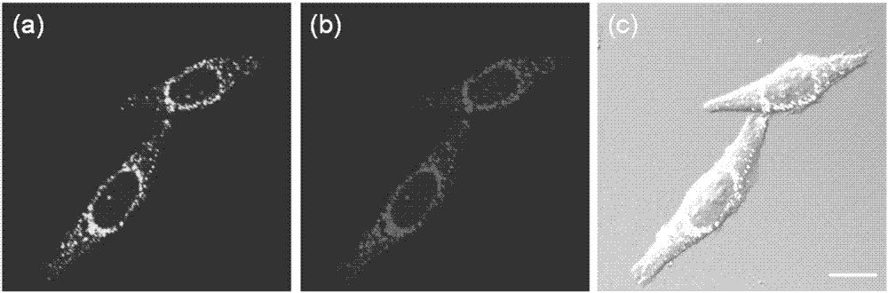 Lysosomal targeting fluorescent probe and preparation method thereof