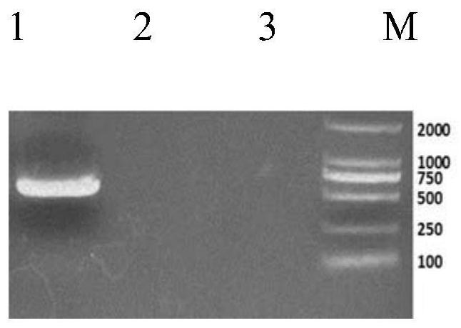 A porcine circovirus type 3 virus strain and its application