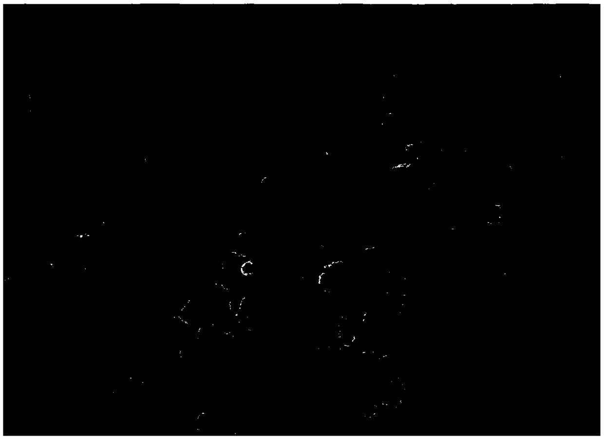 Polypyrrole/copper phosphide composite material and preparation method thereof