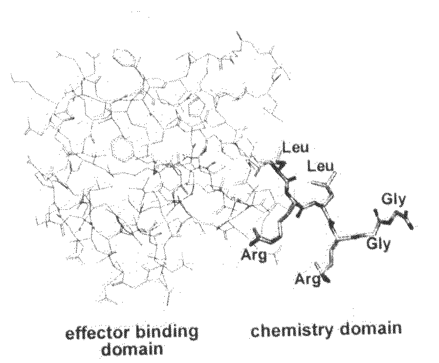 Biochemical method for specific protein labeling