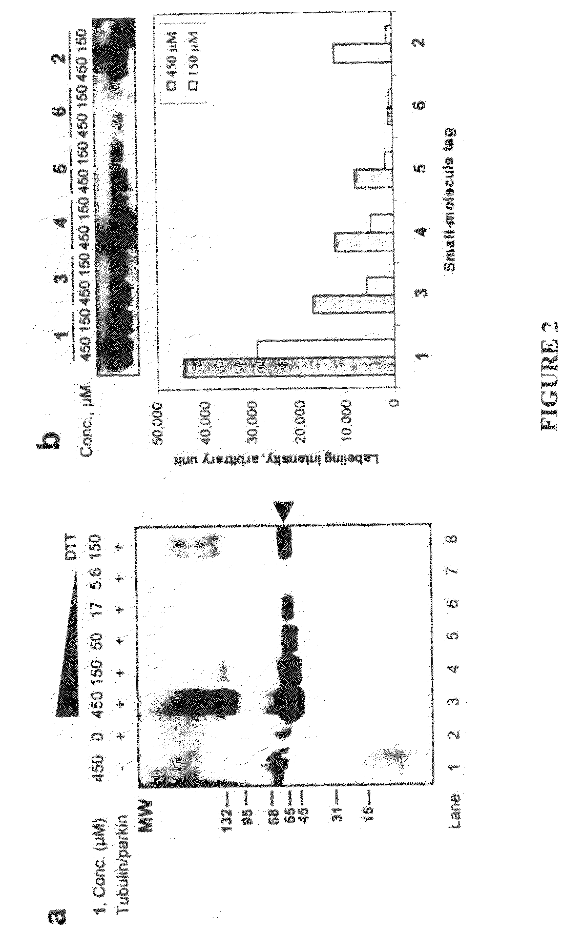 Biochemical method for specific protein labeling