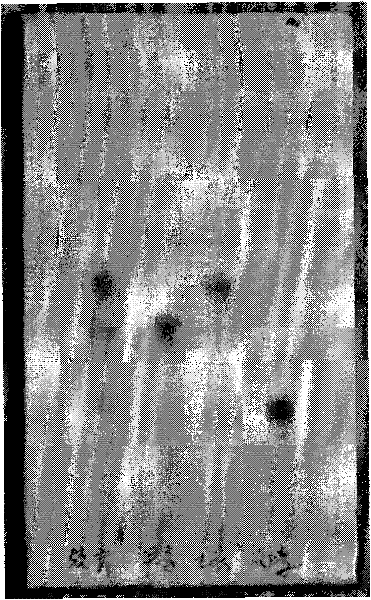 Hypocrella bambusae medicinal material and detection method of preparation thereof