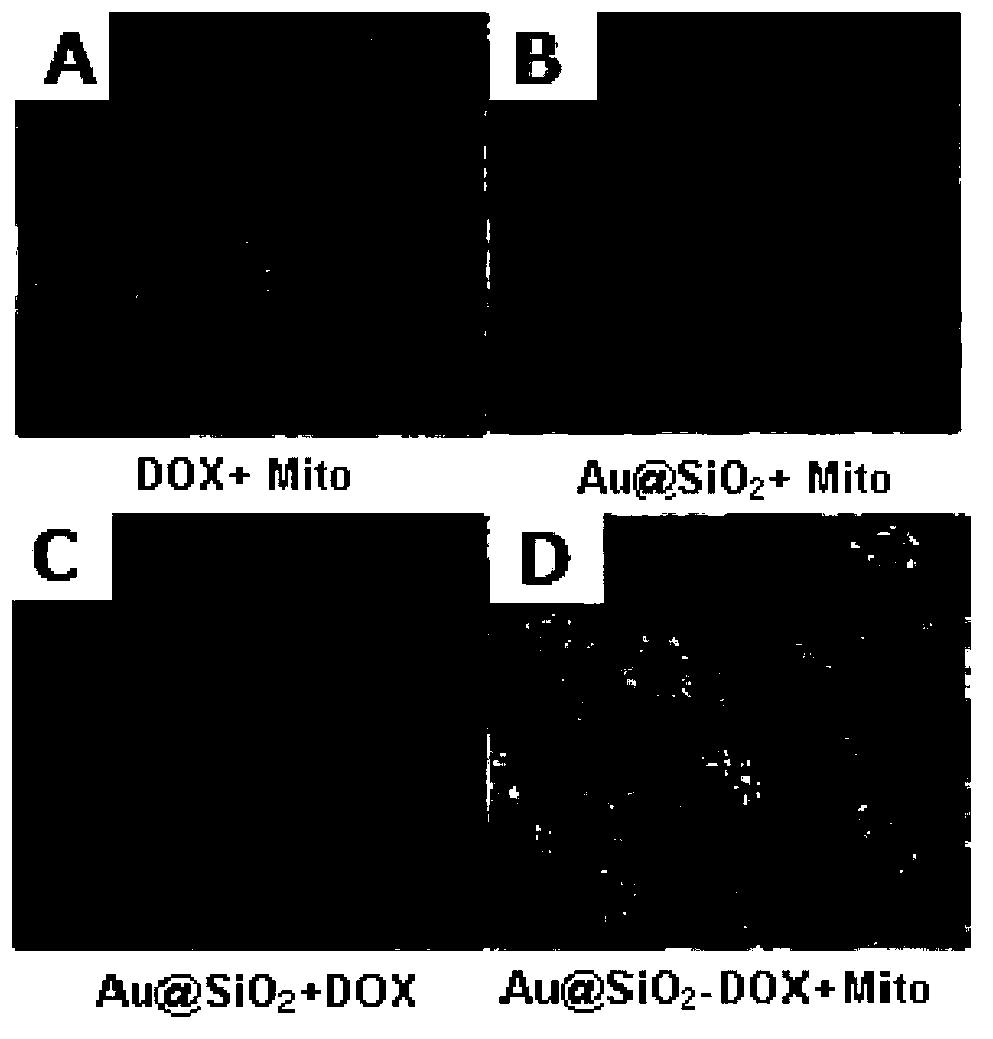 Drug carrier, preparation method thereof, pharmaceutical composition made from drug carrier, and applications of drug carrier and pharmaceutical composition