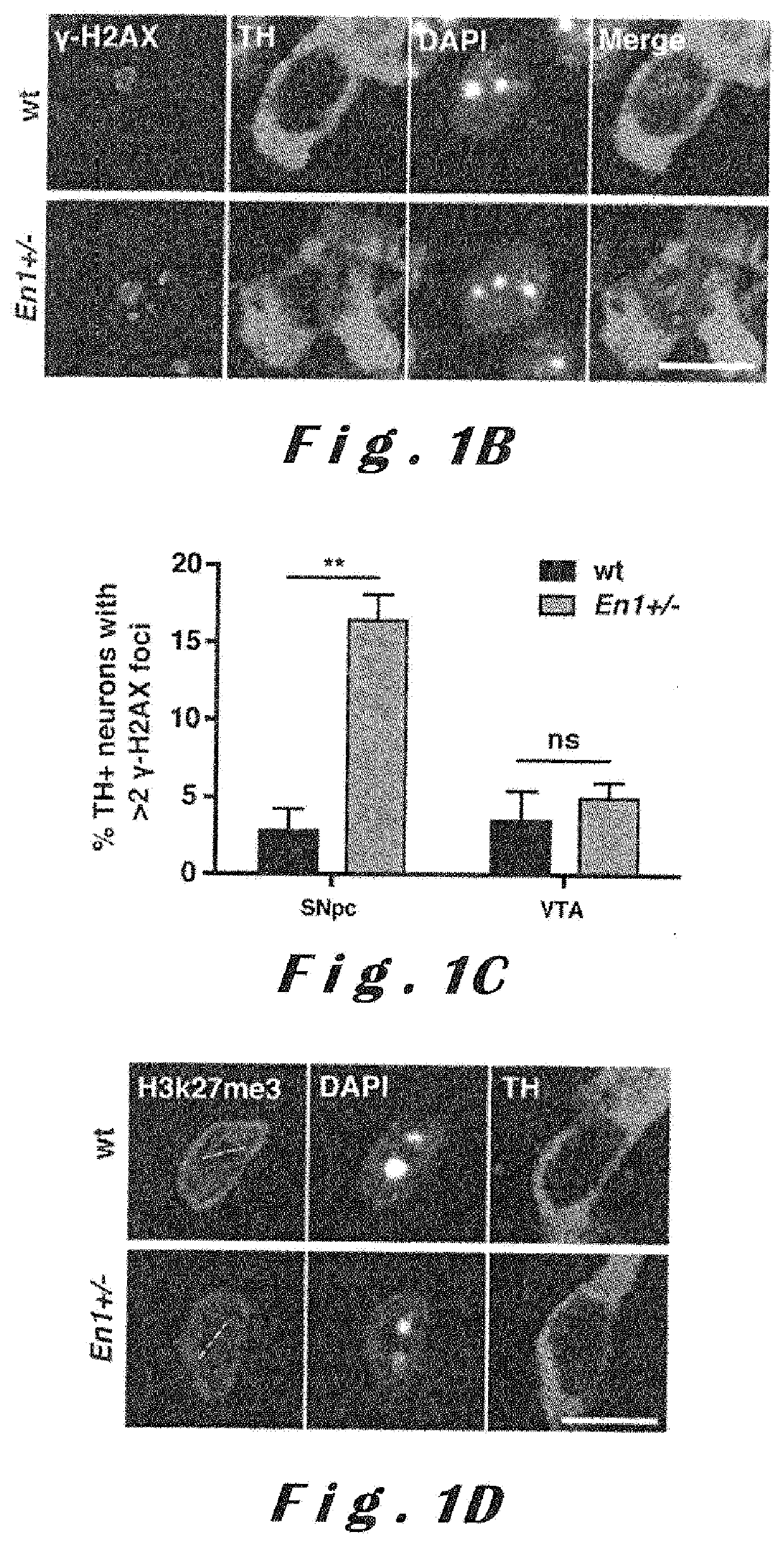 Homeoproteins for use in the treatment of neurodegenerative disorders