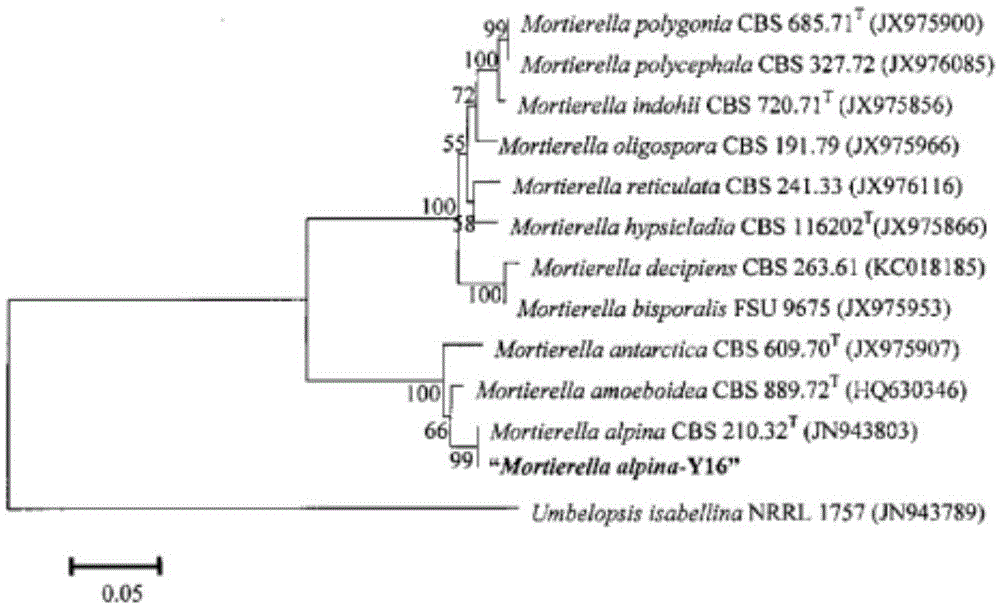 Mortierella alpine mutant strain, method for producing arachidonic acid oil by using same and arachidonic acid oil