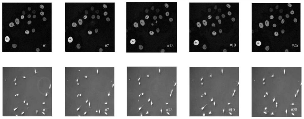 A joint multi-cell tracking method based on tag ant colony