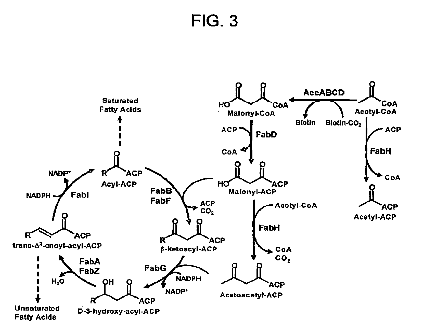 Methods for increasing isoprenoid and isoprenoid precursor production by modulating fatty acid levels