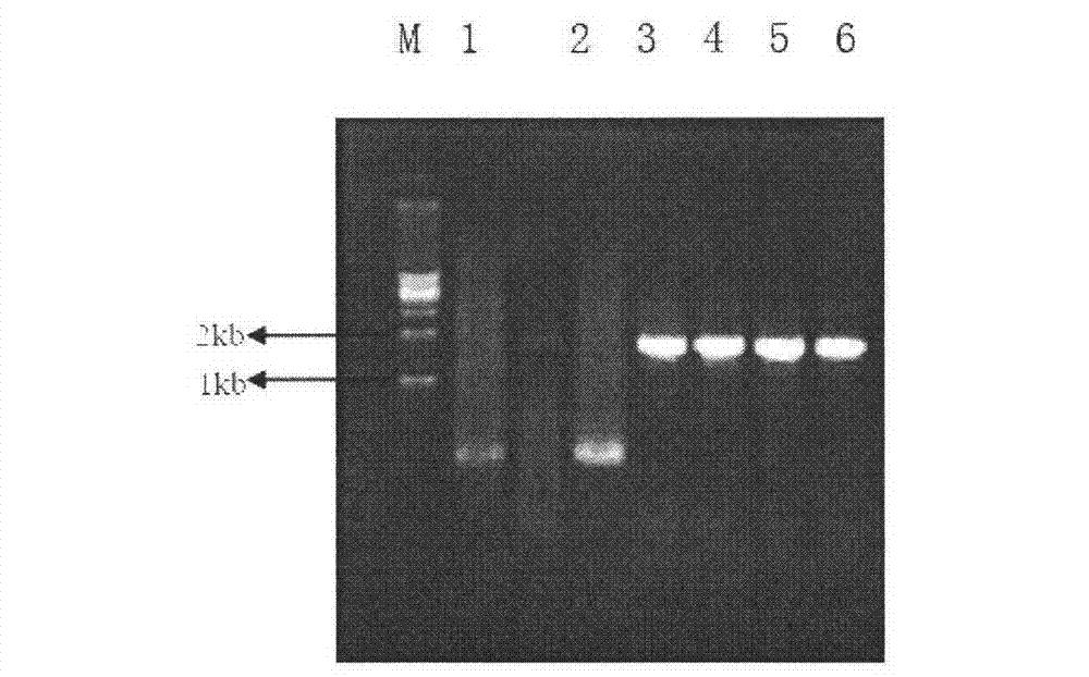 Method for rapidly adding FLAG marker to C end of Saccharomyces cerevisiae protein Rav2p