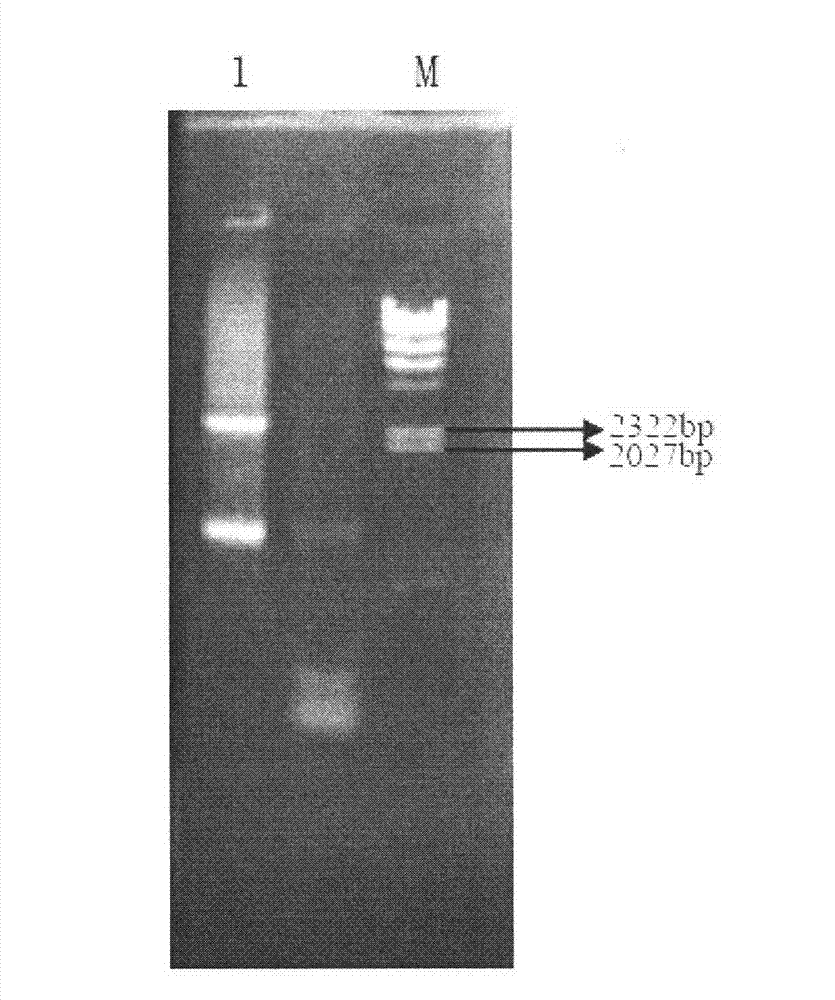 Method for rapidly adding FLAG marker to C end of Saccharomyces cerevisiae protein Rav2p