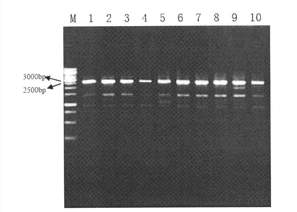 Method for rapidly adding FLAG marker to C end of Saccharomyces cerevisiae protein Rav2p