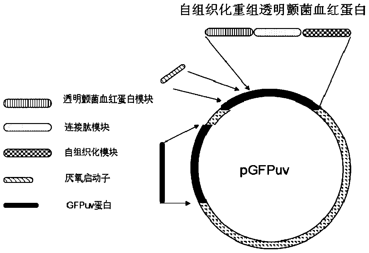 Self-organized Recombinant Hemoglobin of Vitiligo hyaline and Its Gene and Application