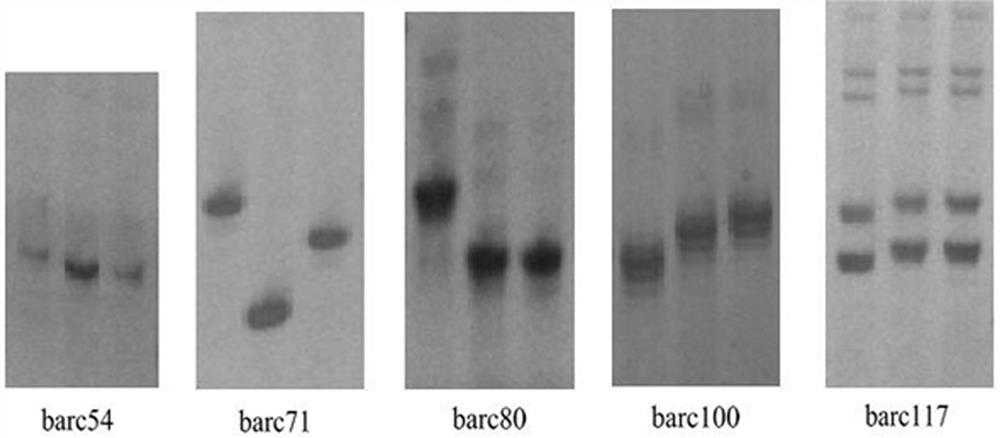 The Method of Identifying Huaimai 33 Wheat Variety