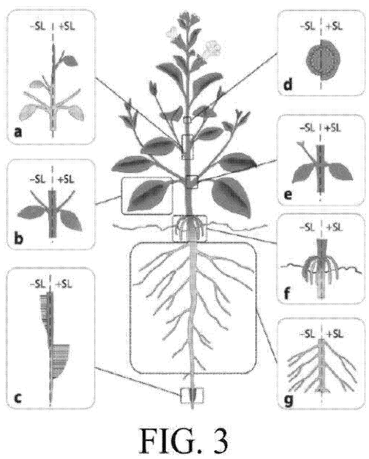 Methods for controlling root parasitic weeds: inhibitors of seed germination in striga