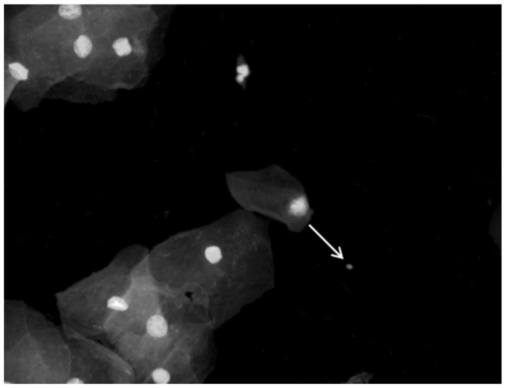 Multi-fluorescent staining solution as well as preparation method and use method thereof