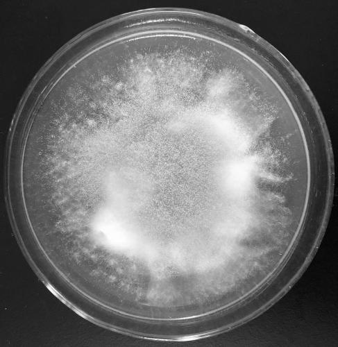 Aspergillus flavipes strain TR32 having inhibiting function on phytopathogens and application thereof