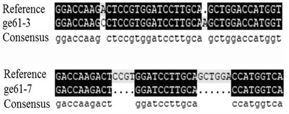 Rice gene osge61 and its application in rice blast resistance