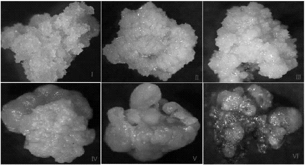 Method for inducing generation of sinopodophyllum emodi somatic embryo