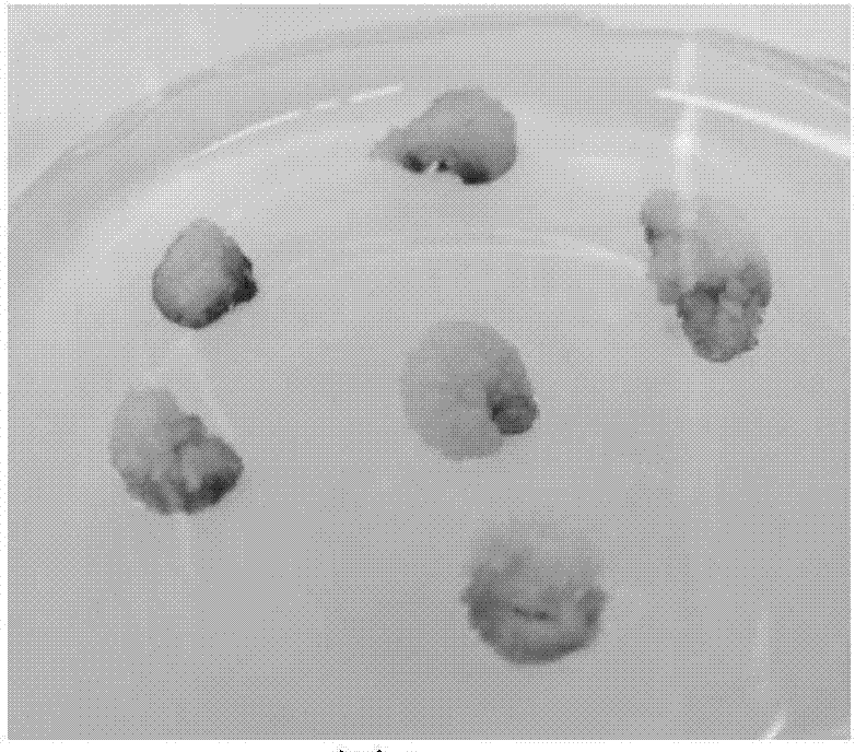 Method for inducing generation of sinopodophyllum emodi somatic embryo